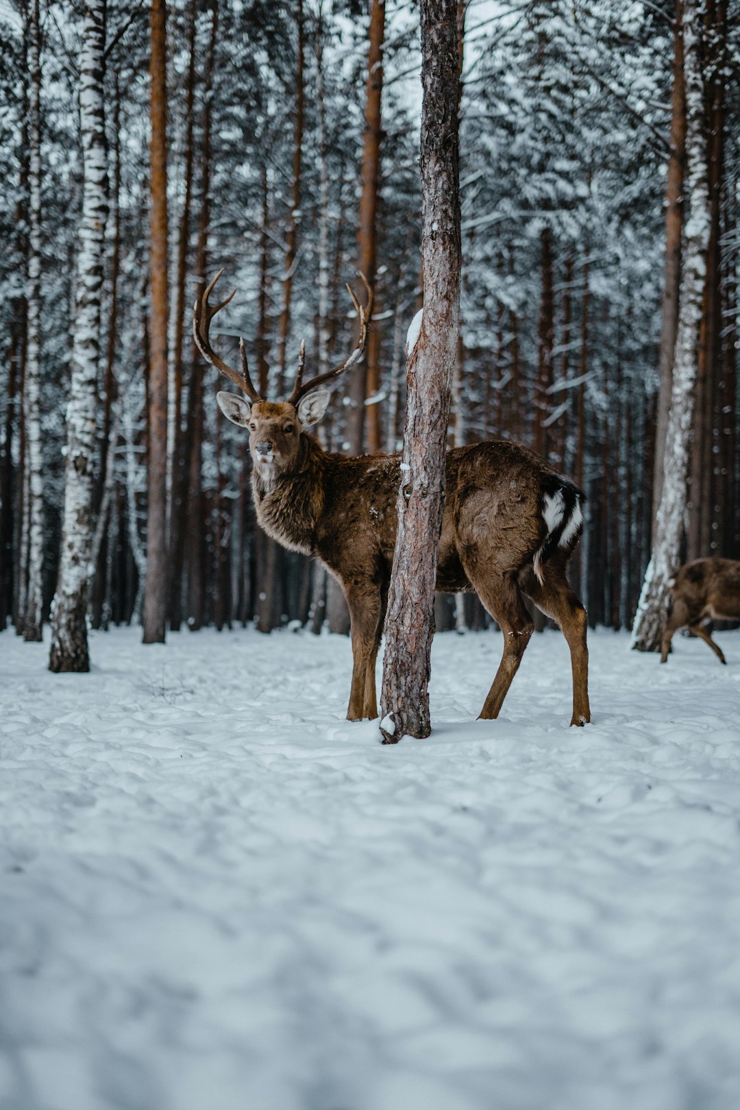 brown deer on snow covered ground during daytime