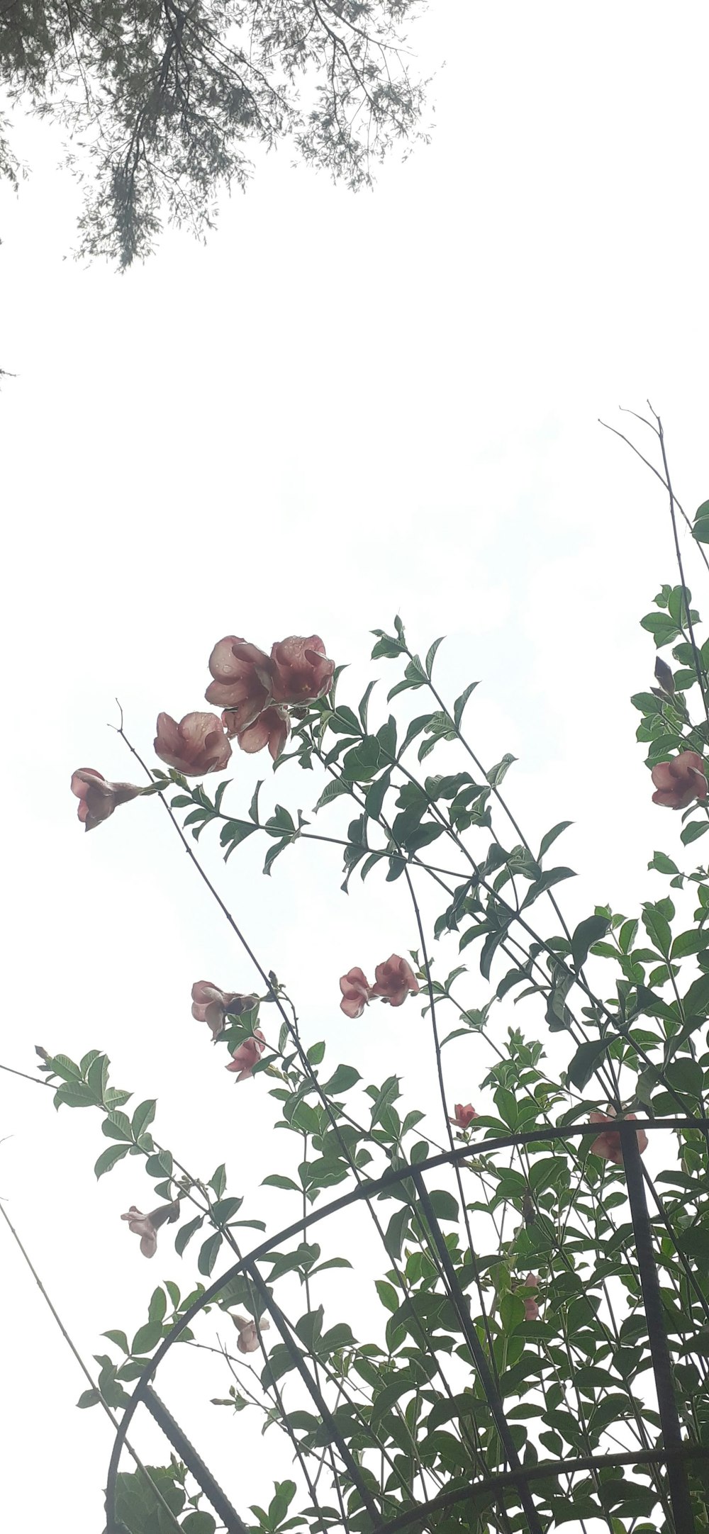 pink flowers with green leaves