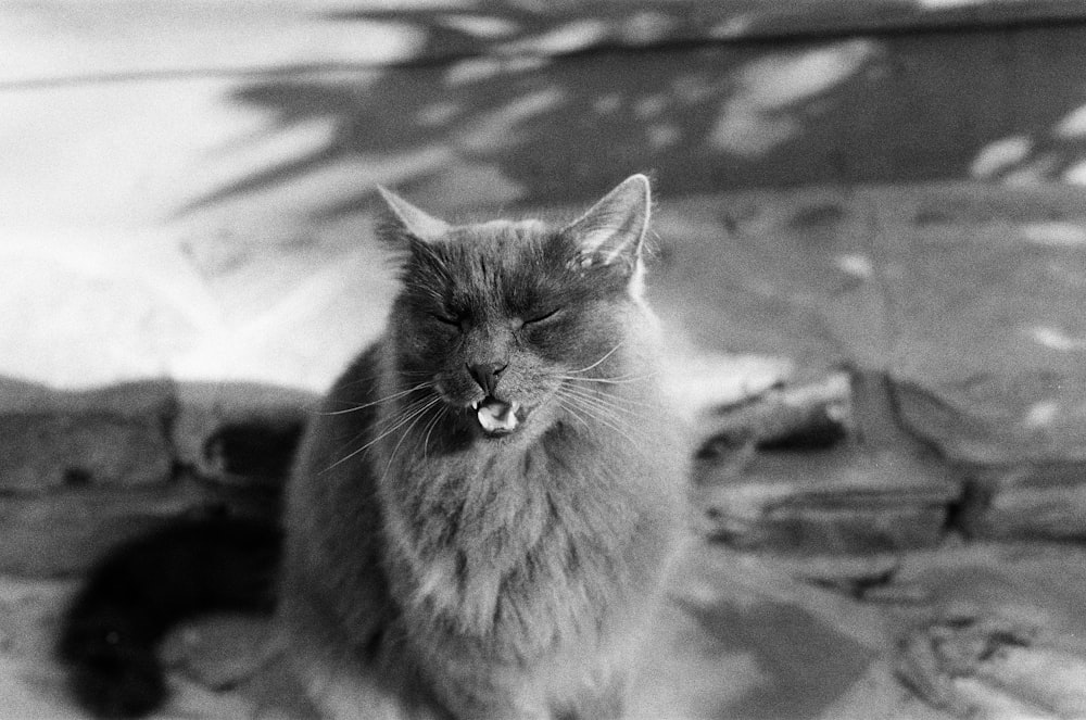 grayscale photo of cat on concrete pavement