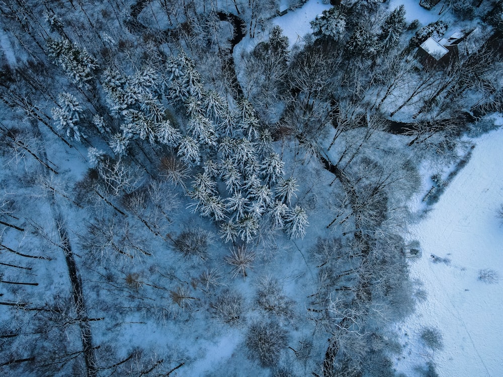 snow covered trees during daytime