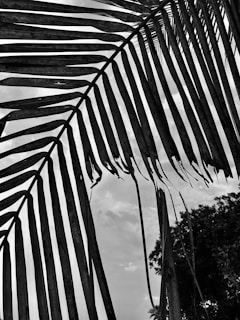A close-up view of a palm leaf with frayed edges set against a cloudy sky. The image captures the intricate patterns of the leaf's structure in high contrast black and white, highlighting the leaf's veins and the gaps between them.