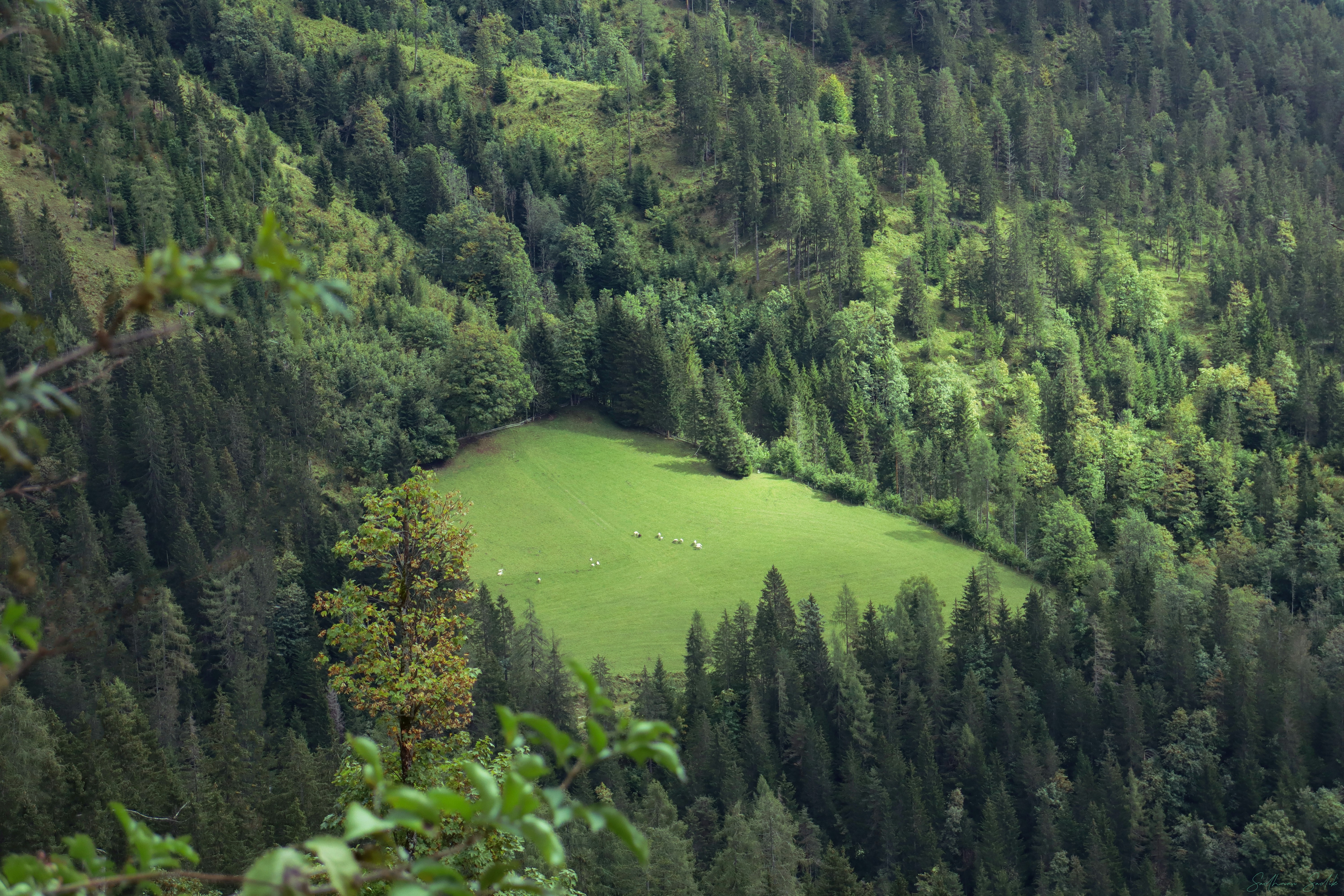 green trees on mountain during daytime