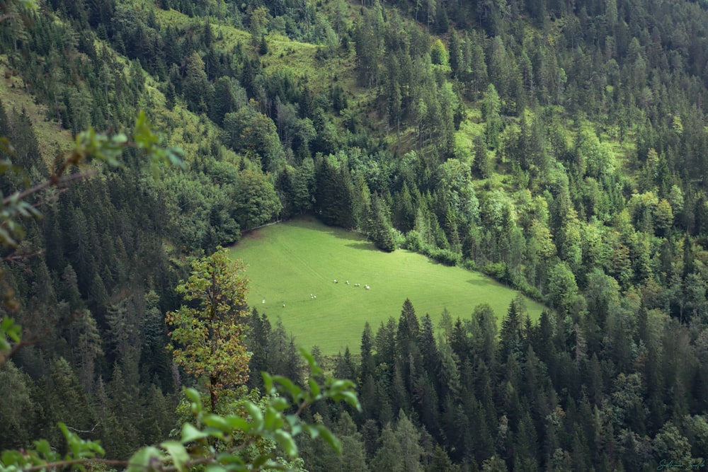 Grüne Bäume am Berg tagsüber