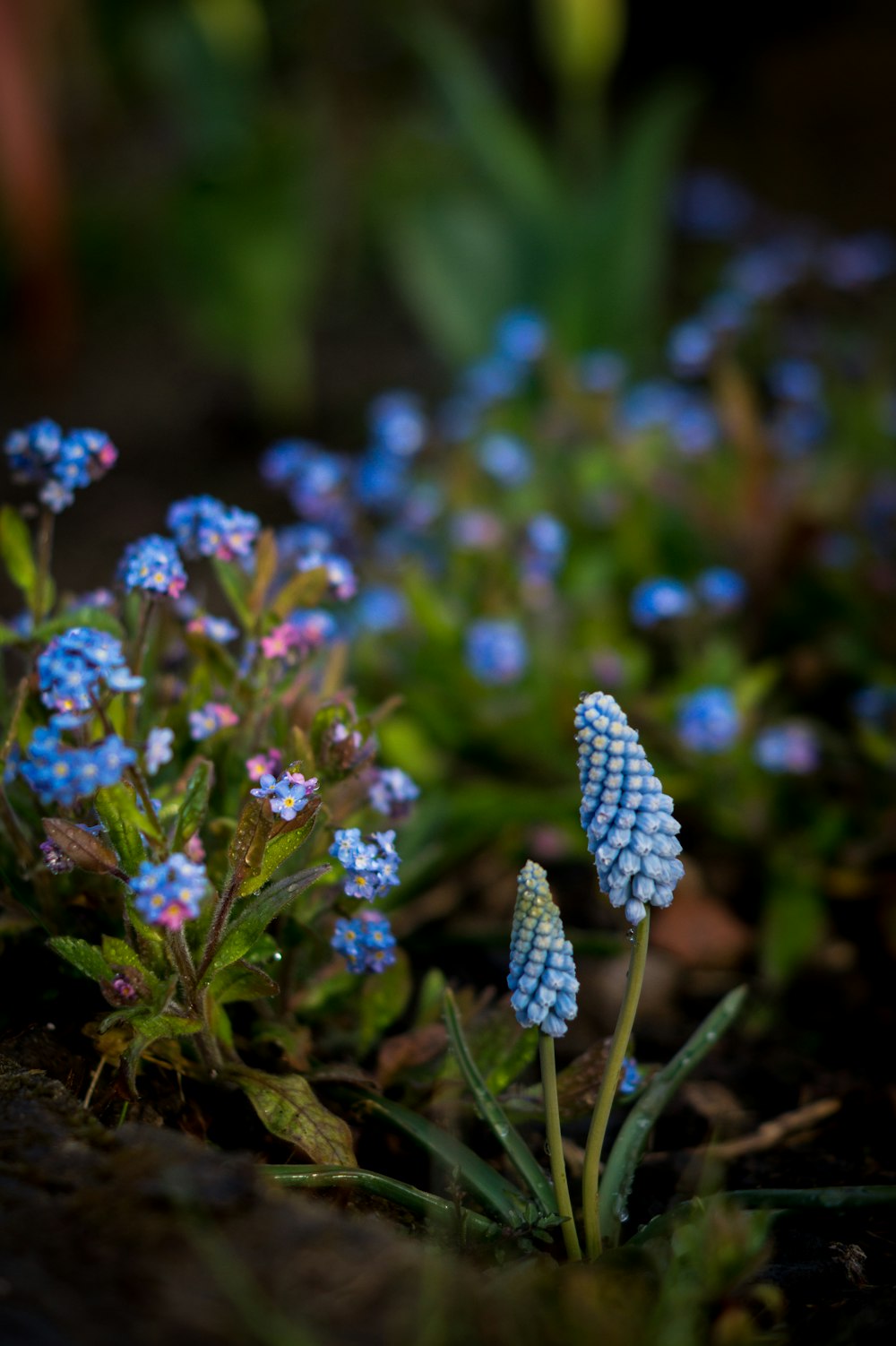 purple flowers in tilt shift lens