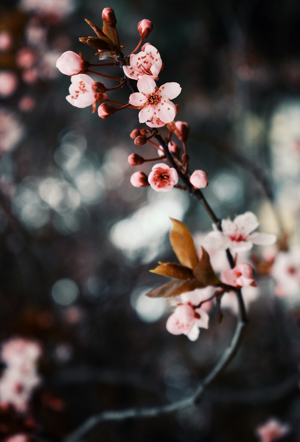 white and pink cherry blossom in close up photography