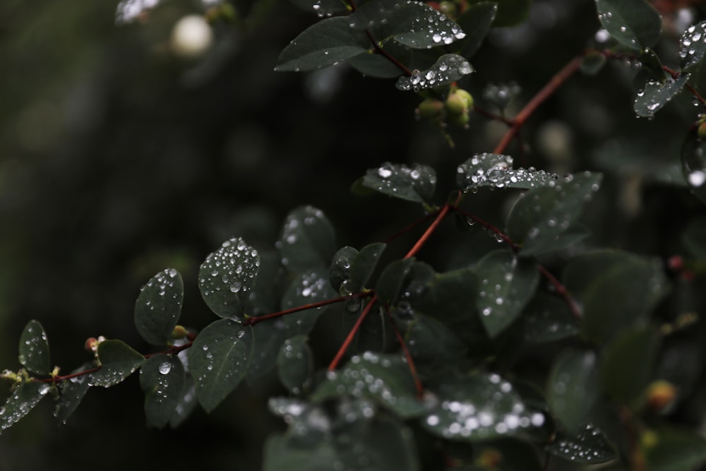 green plant with water droplets