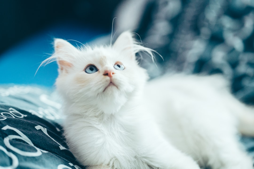 white cat lying on black textile