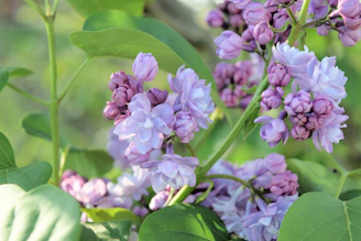 A softly lit close-up of lilac blossoms symbolizing love and spring.