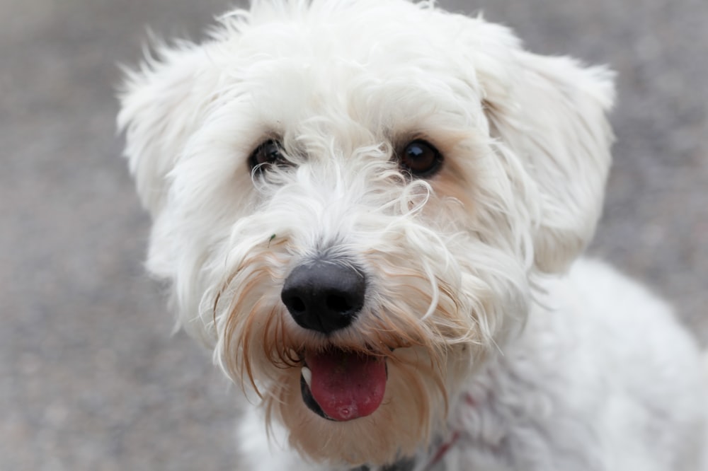 Foto Perro pequeño blanco de pelo largo – Imagen Perro gratis en Unsplash