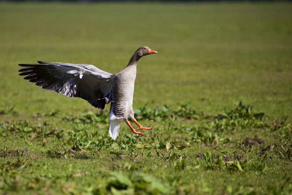 grey and white bird flying over green grass field during daytime