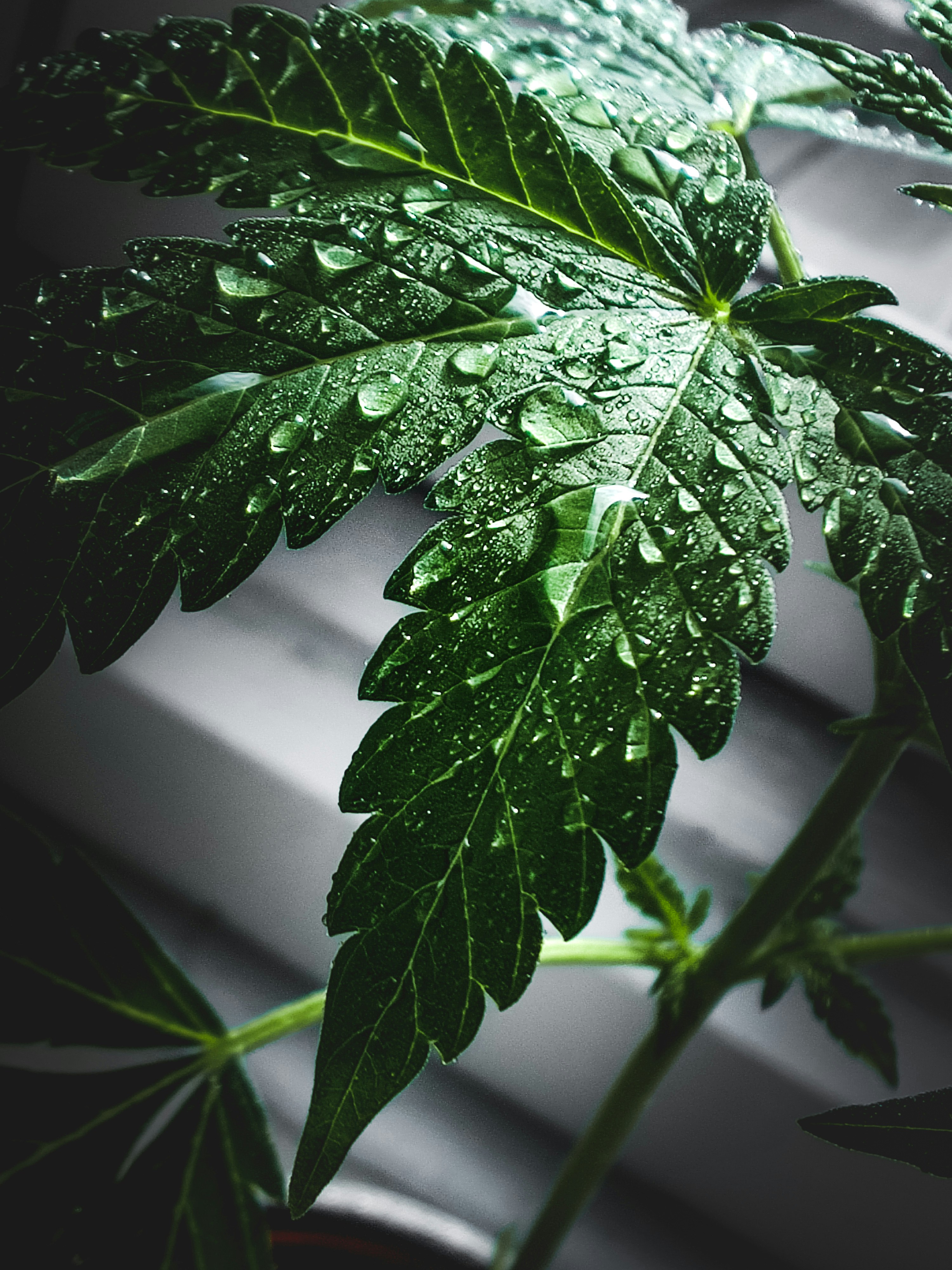 plante verte avec des gouttelettes d’eau