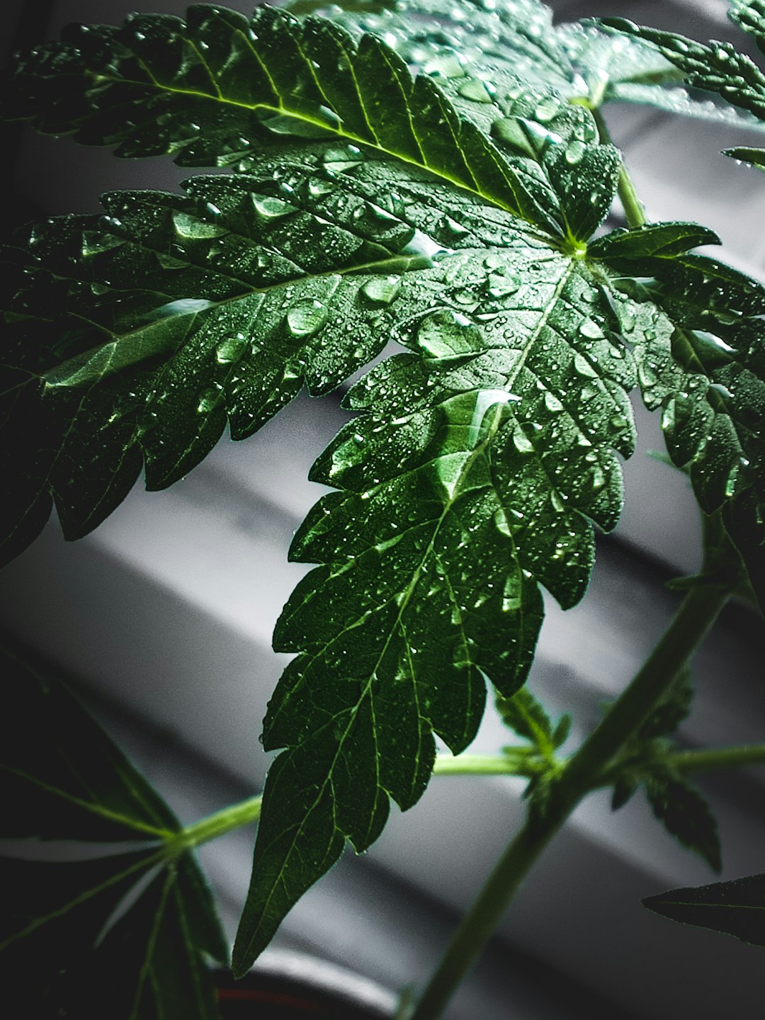 green plant with water droplets