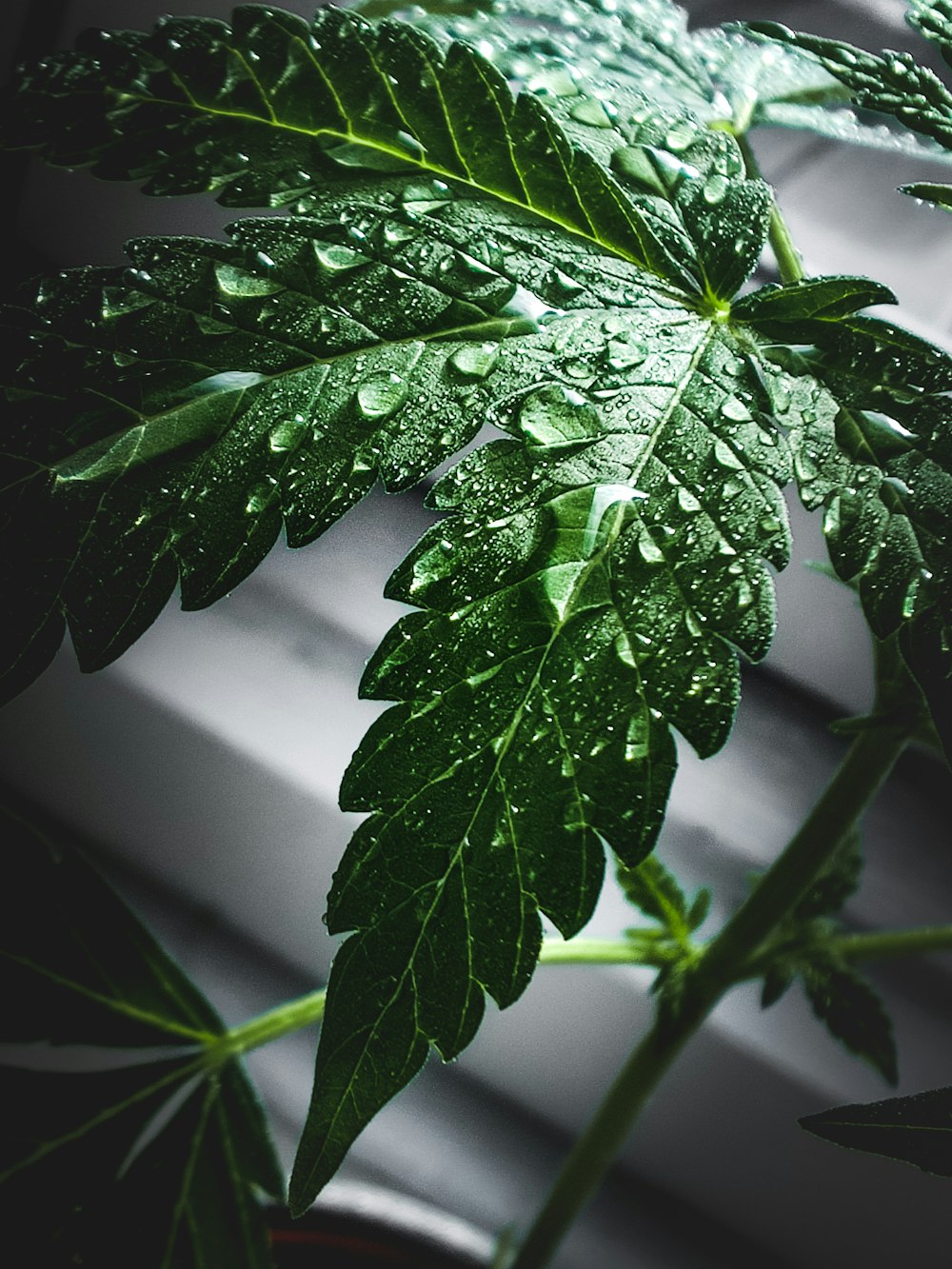 green plant with water droplets