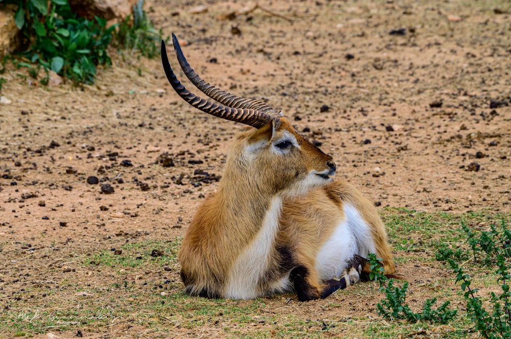 brown and white animal on brown field during daytime