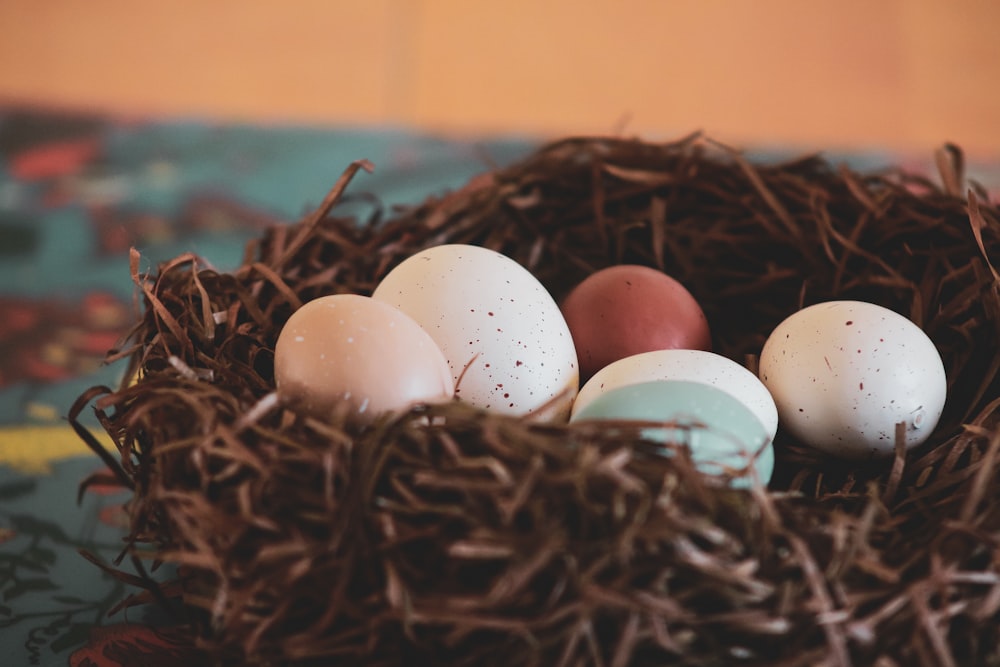 white and brown eggs on brown nest