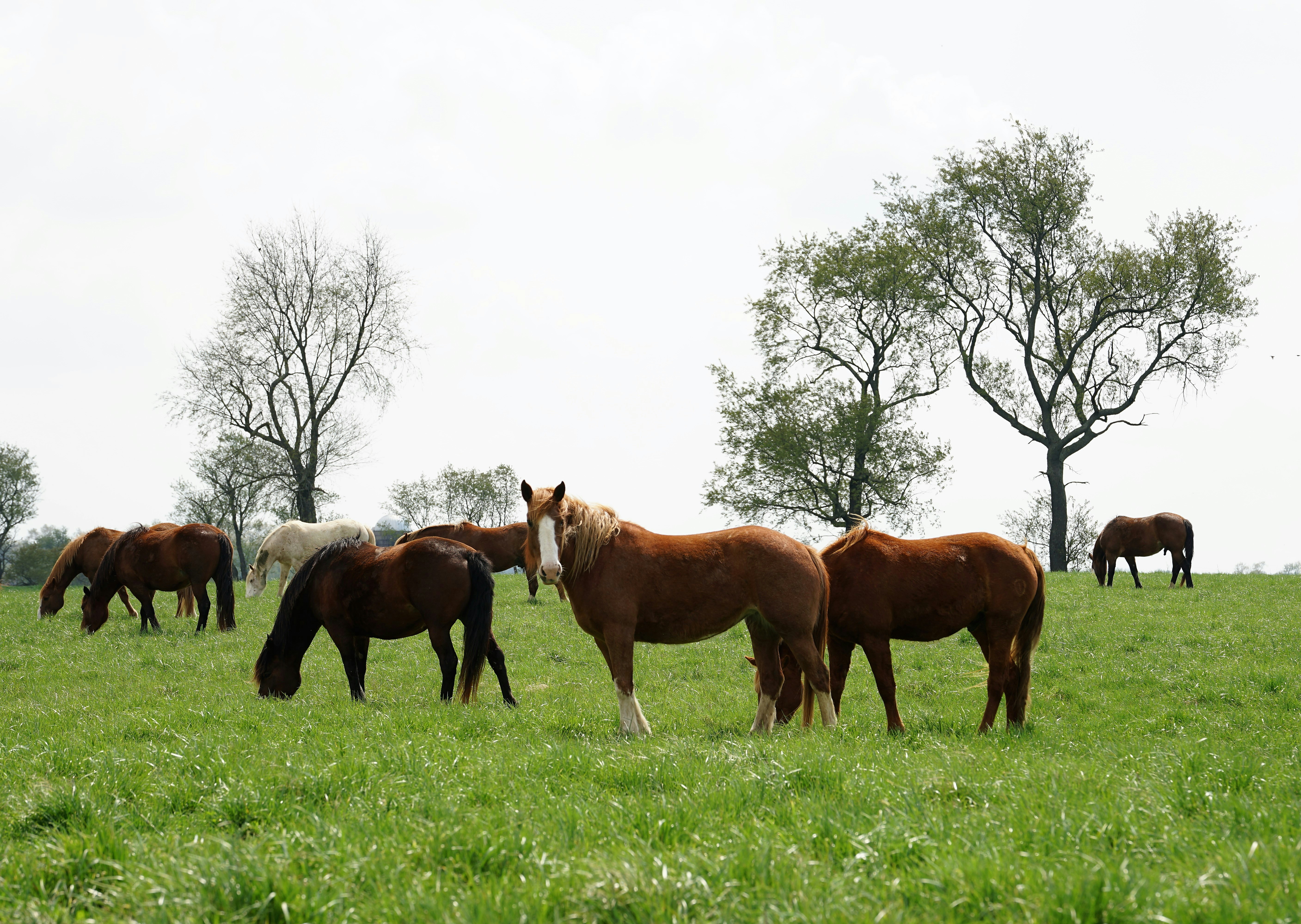 brown horses on green grass field during daytime