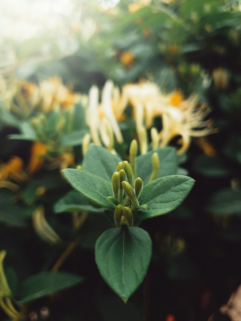 white and yellow flower in macro lens