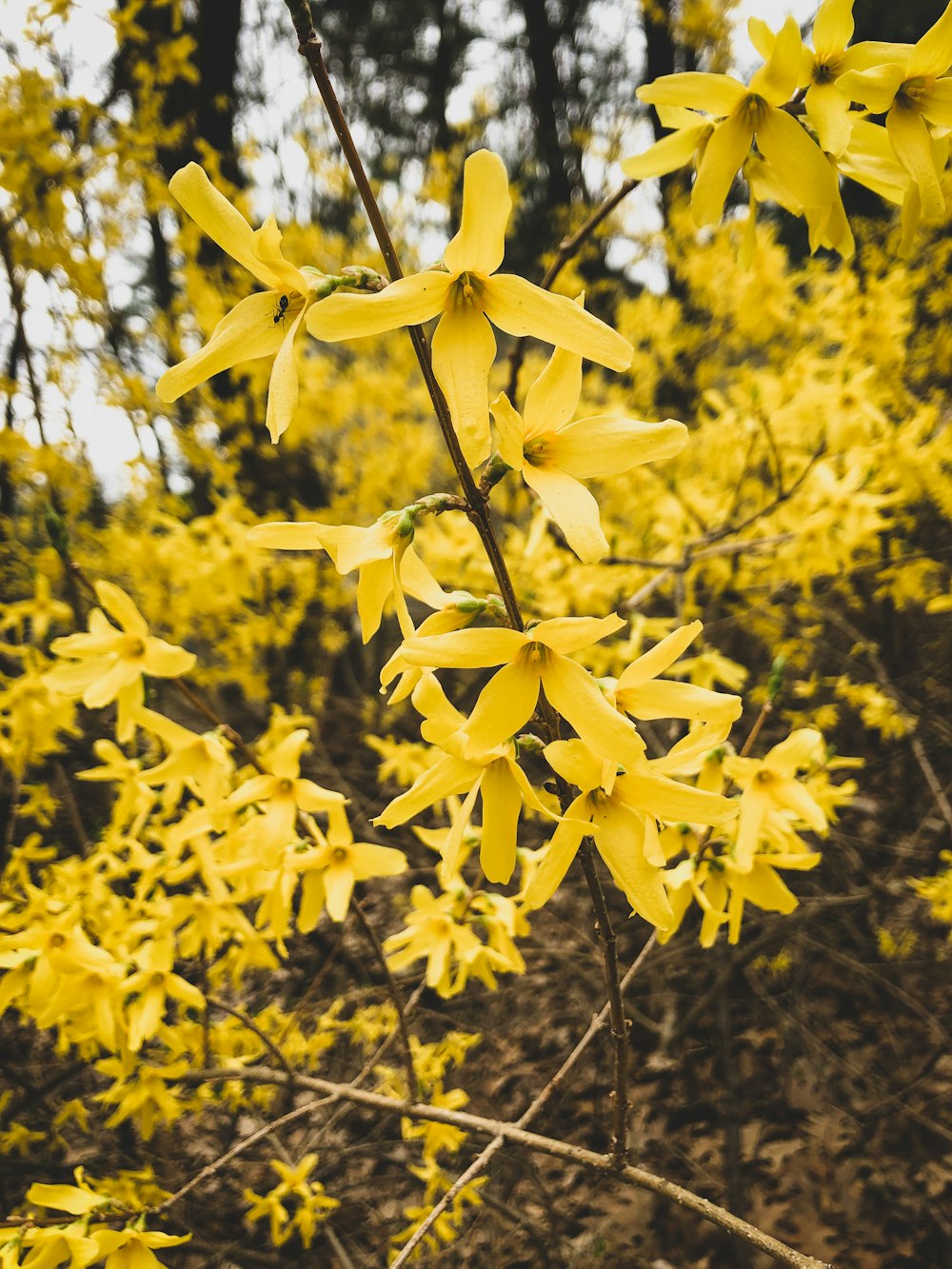 fleurs jaunes avec des feuilles vertes pendant la journée