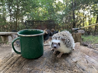 white hedgehog on green ceramic mug