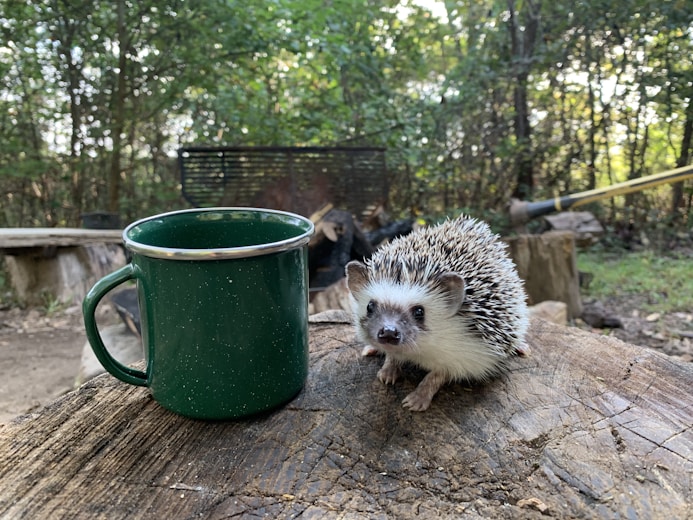 white hedgehog on green ceramic mug