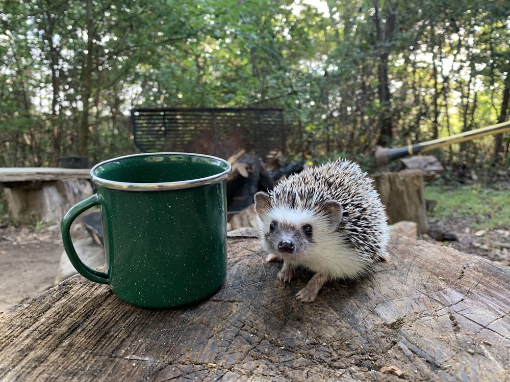 white hedgehog on green ceramic mug