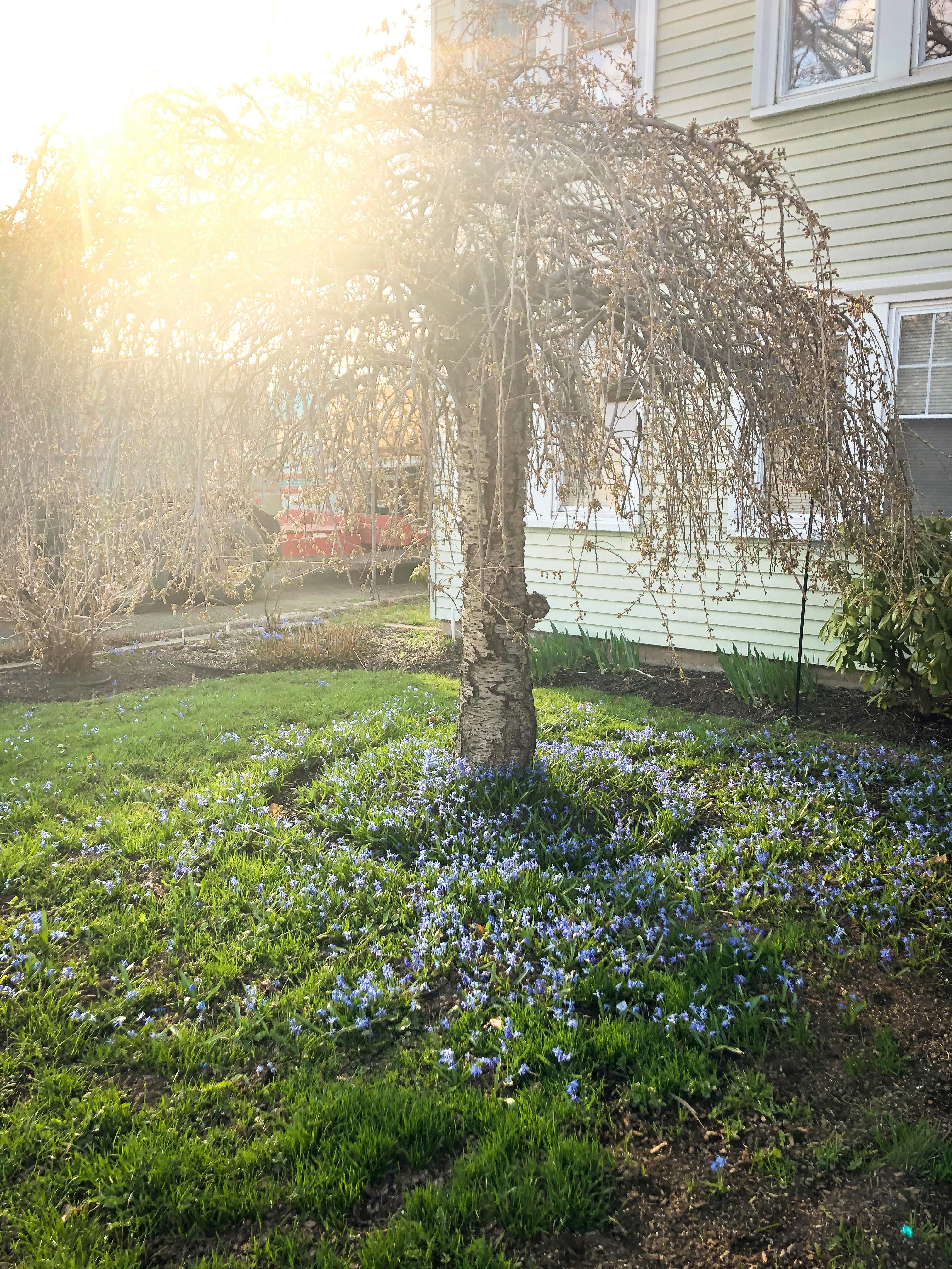 green grass field with trees during daytime