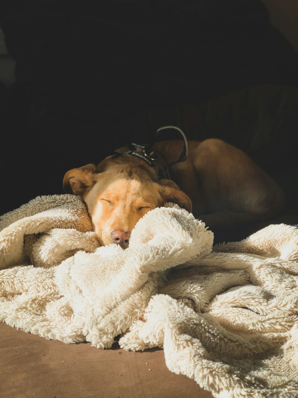 brown short coated dog lying on white textile