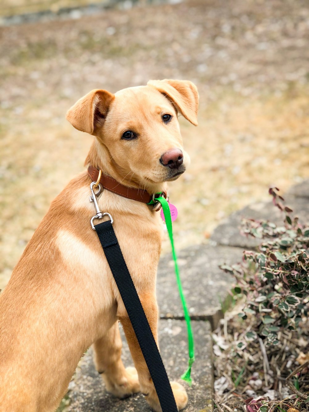 brown short coated dog with black leash