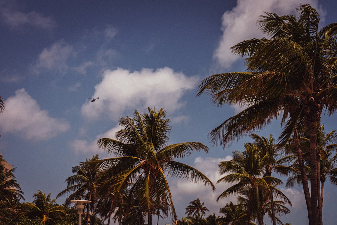 green palm trees under blue sky and white clouds during daytime