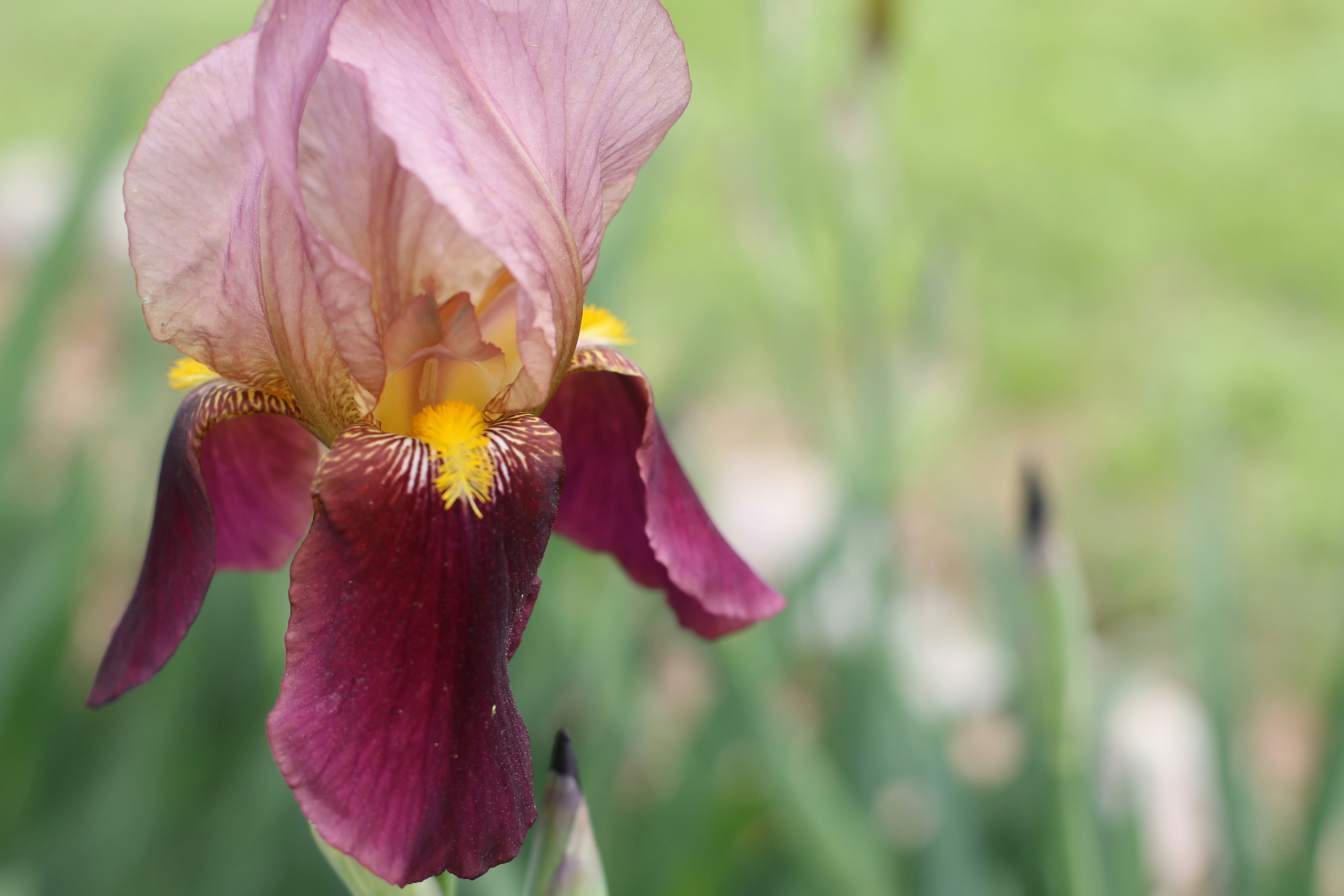 pink and yellow flower in tilt shift lens