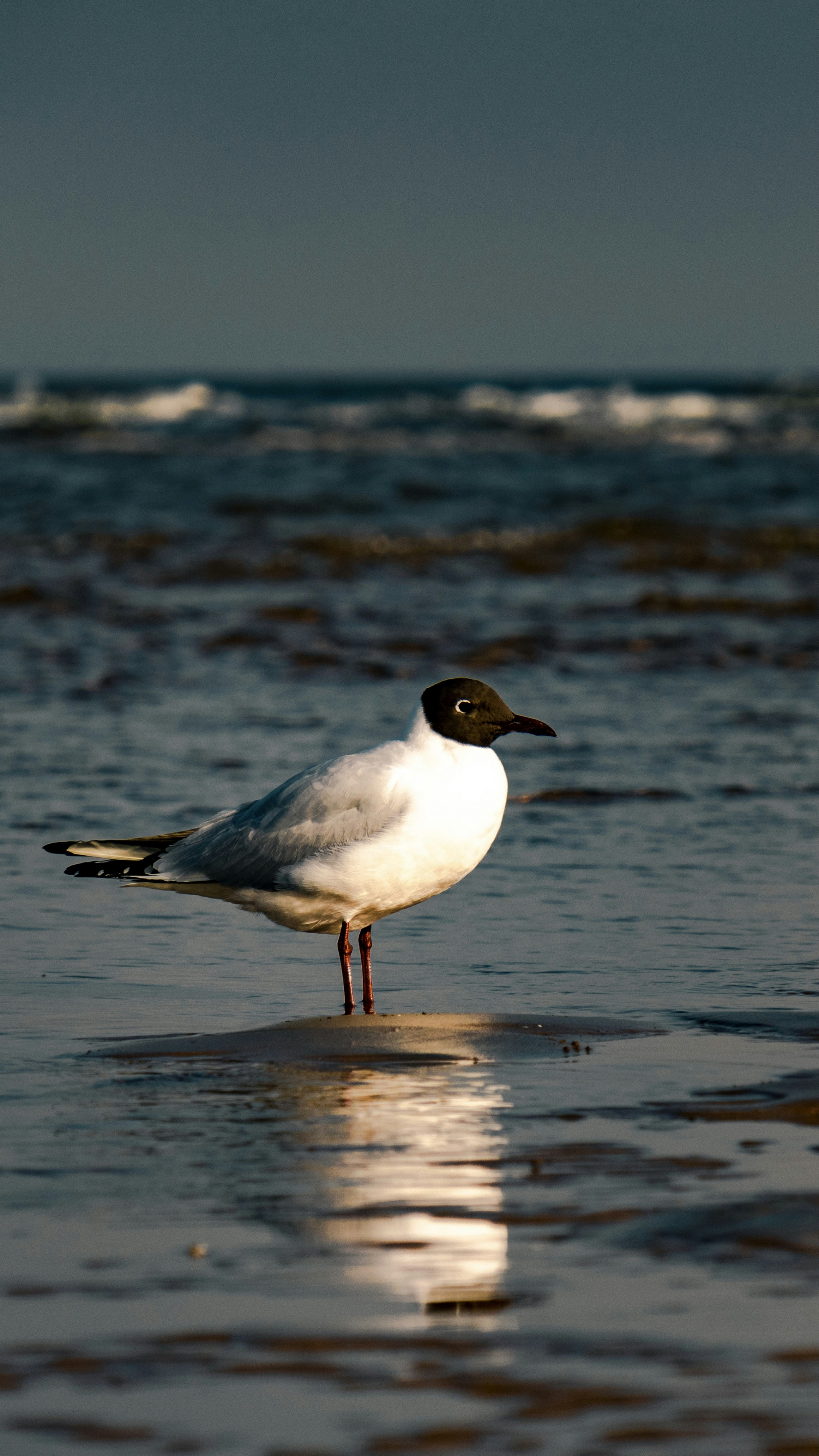 Photo by juliuscarmine