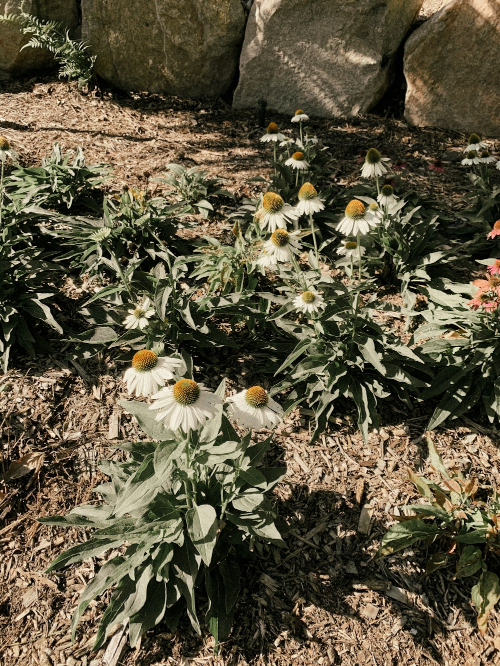 yellow and white flowers on ground