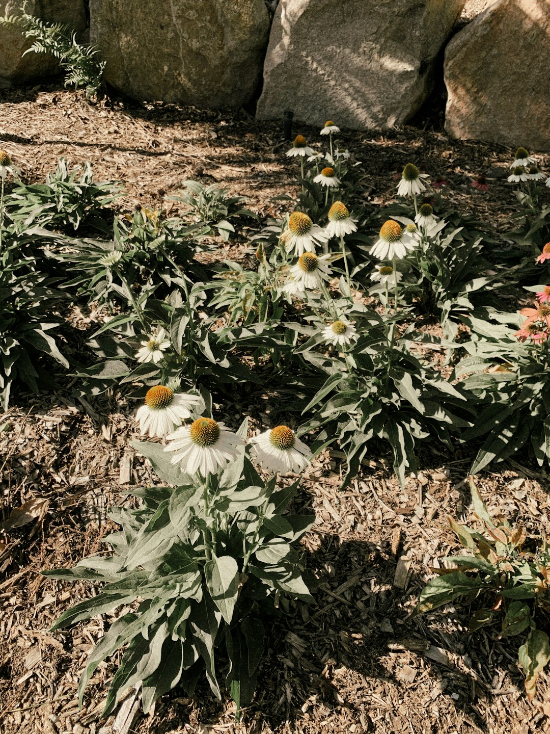 yellow and white flowers on ground