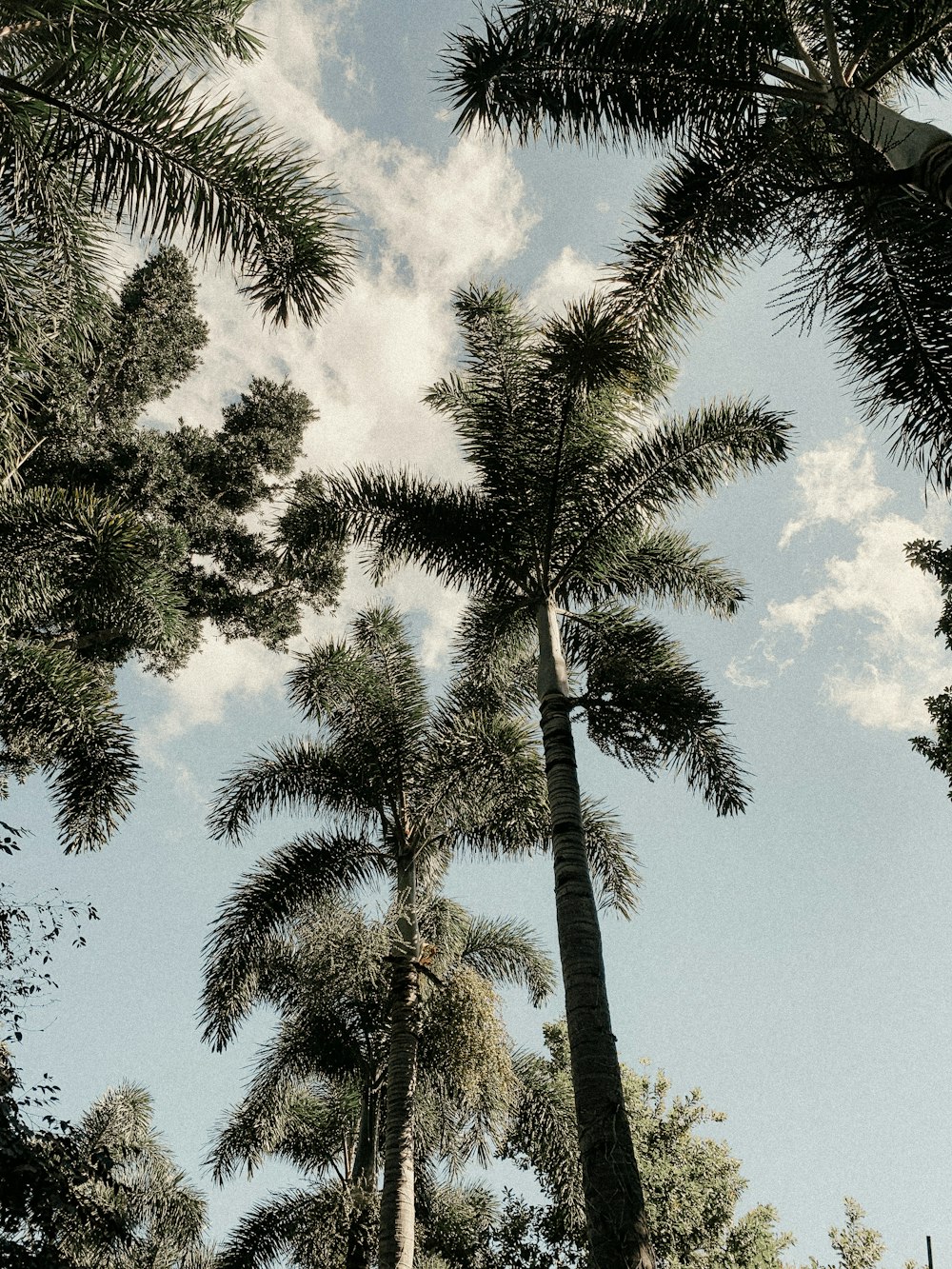 green palm tree under blue sky during daytime