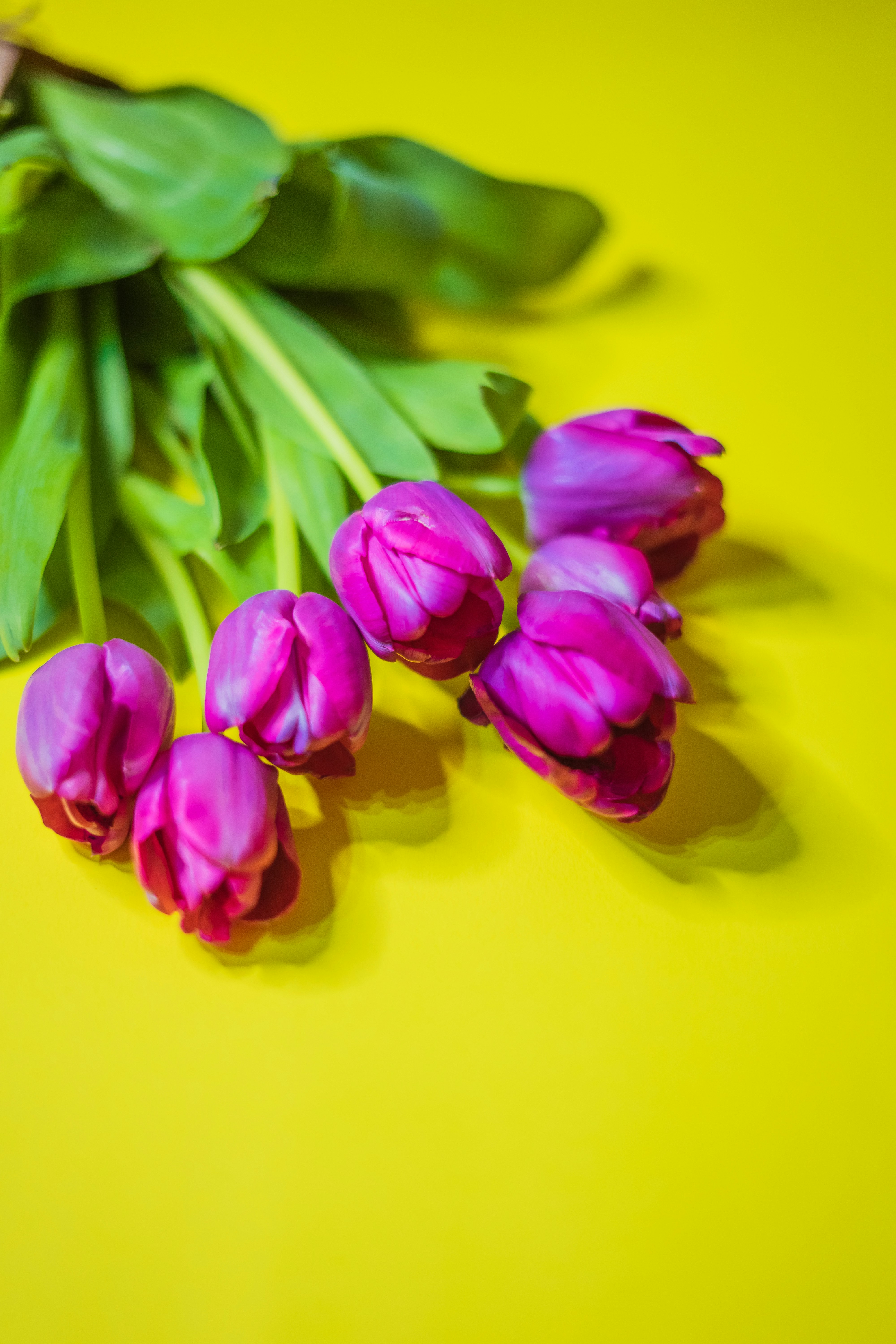 黄色の表面に紫と黄色のチューリップの写真 Unsplashで見つけるチューリップの無料写真