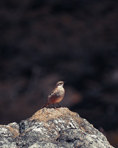 brown bird on gray rock