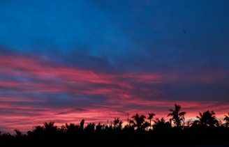 A sunset view over the Arabian Sea with silhouettes of palm trees.