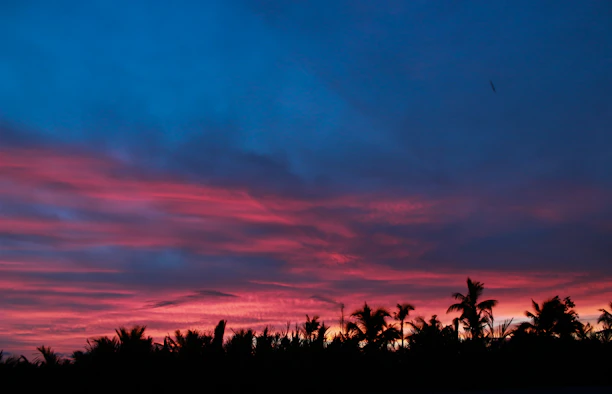 Sunset view over the Pacific Ocean with silhouettes of palm trees at Tendal EcoAdventure.
