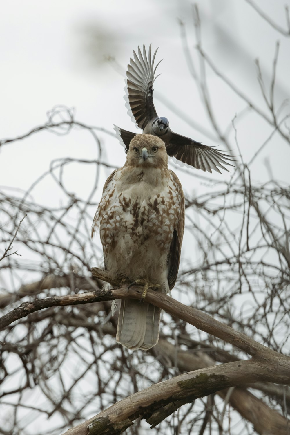 Brauner und weißer Vogel tagsüber auf braunem Ast