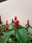 Several vibrant red buds of Costus woodsonii, commonly known as the Red Button Ginger, are surrounded by lush green leaves. The surface of the leaves is dotted with water droplets, indicating recent rain or watering. The background consists of a neutral-colored wall, allowing the bright colors of the plants to stand out.