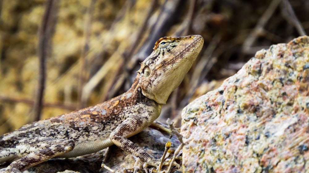 brown and black bearded dragon on gray rock during daytime