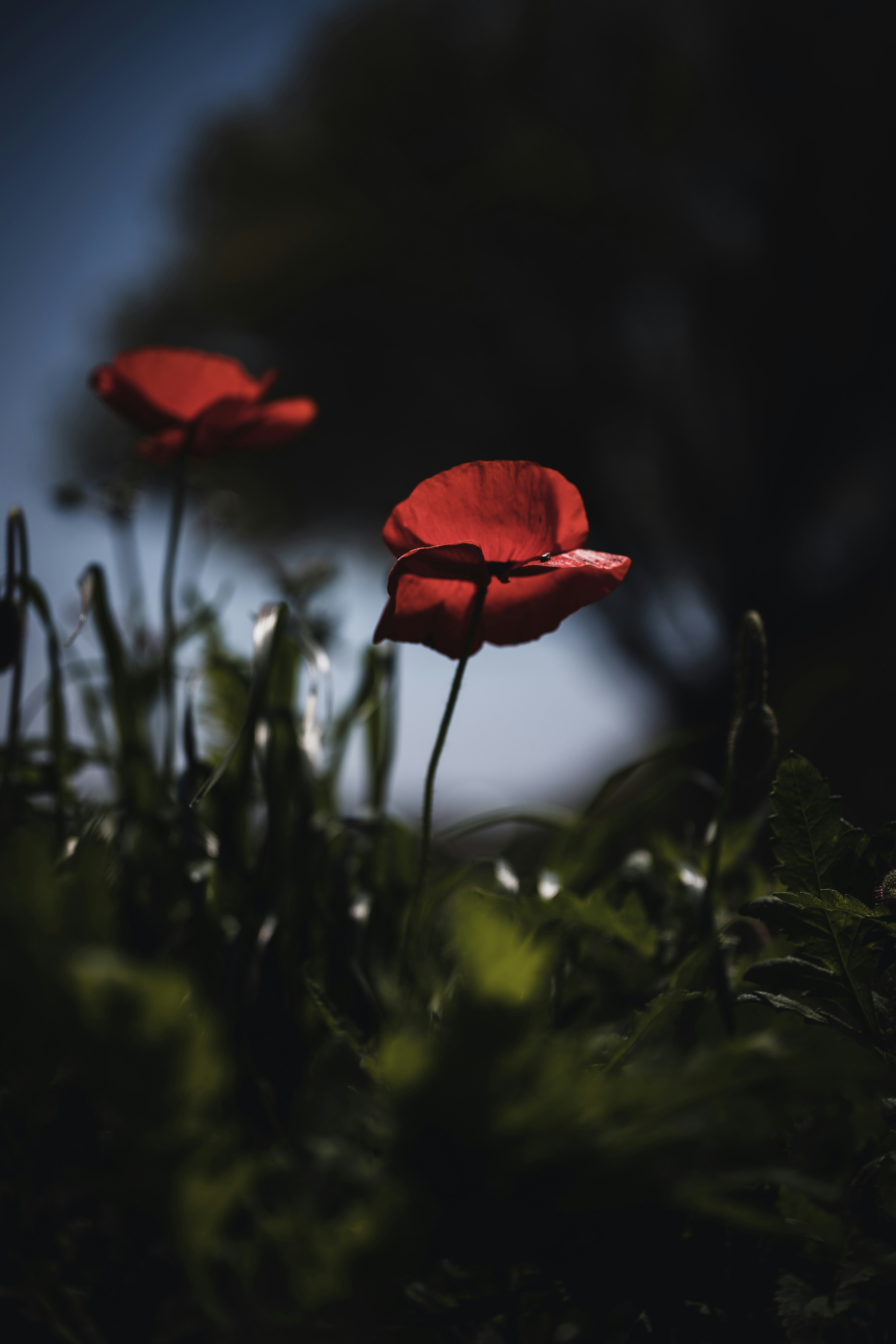 red flower in tilt shift lens