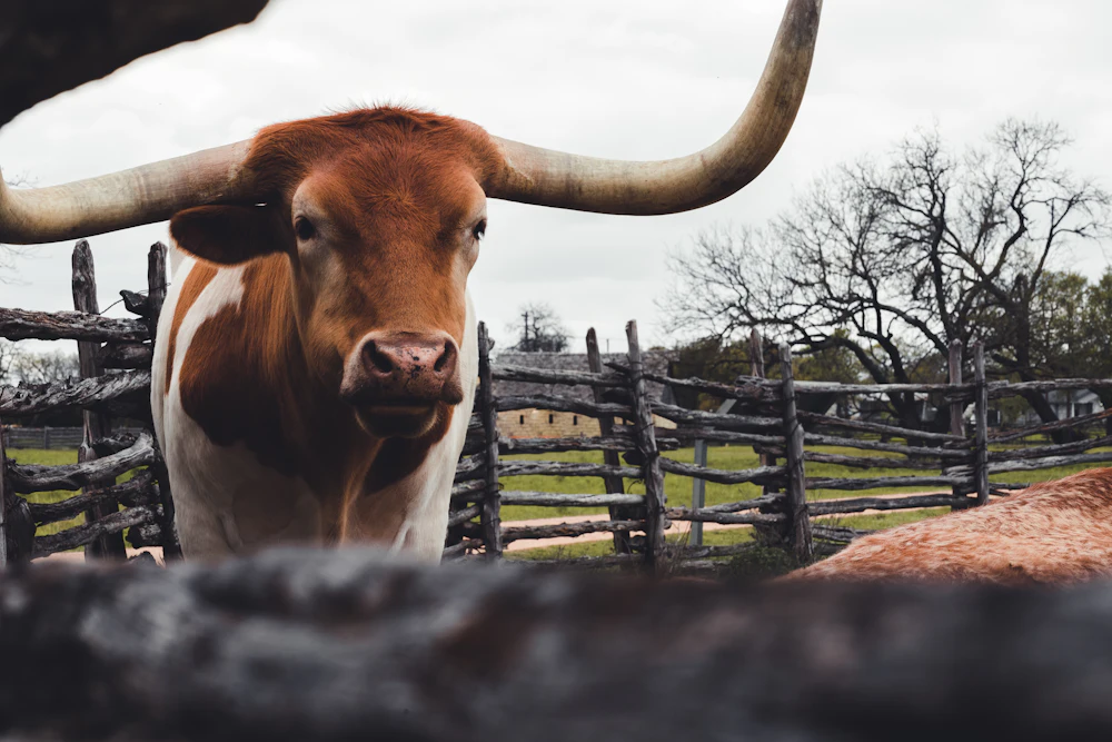 Texas longhorn standing behind a wooden rail fence