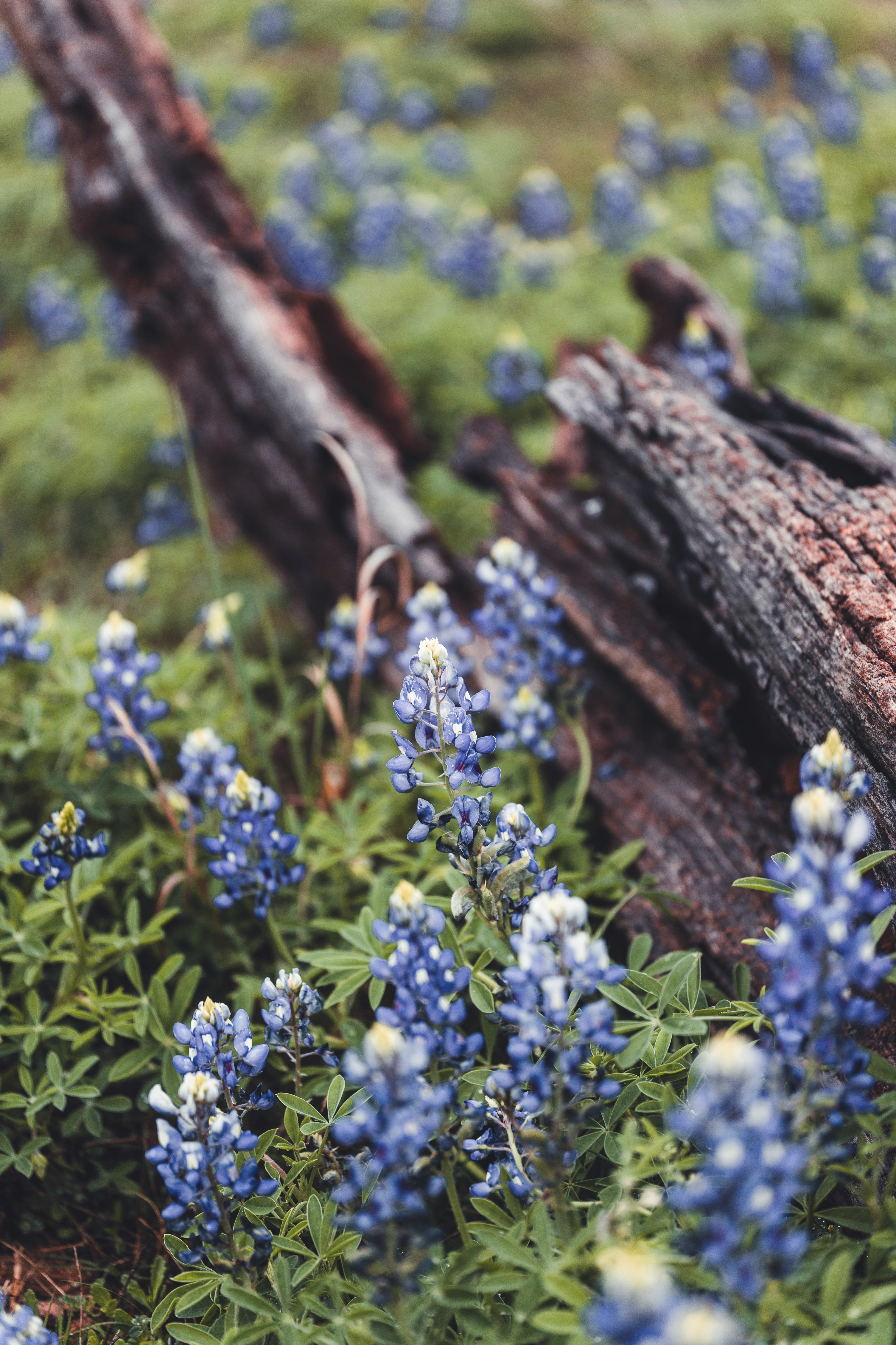 blue flowers on brown tree trunk