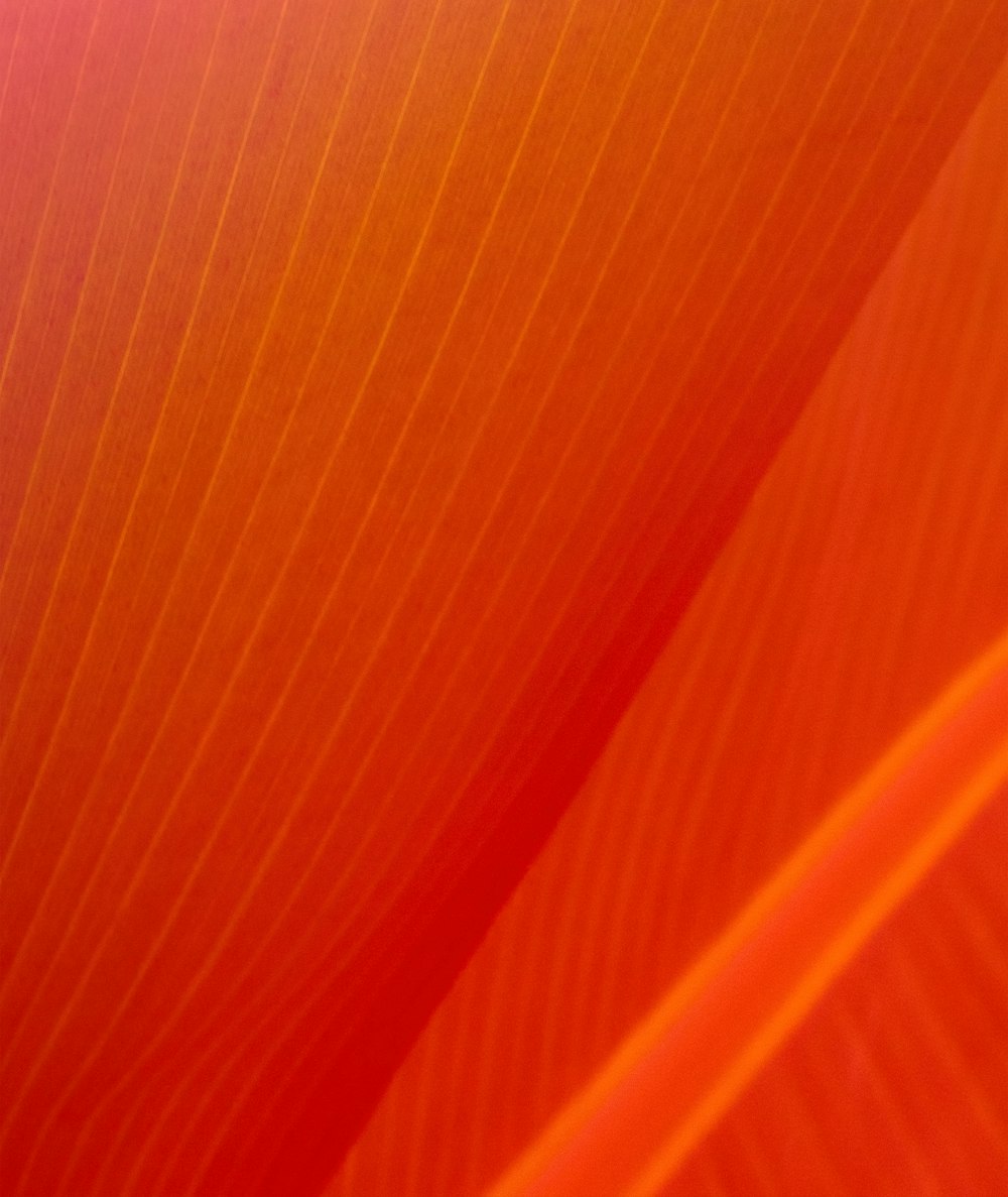 orange and white striped textile