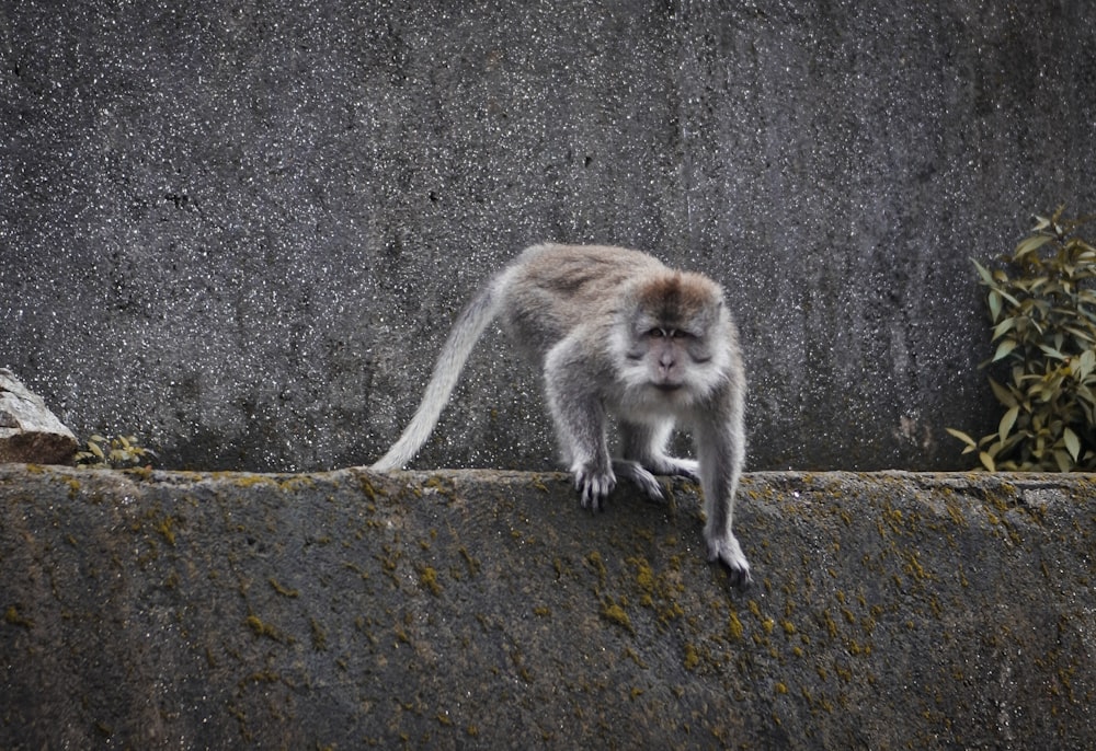 white and brown monkey on gray concrete wall