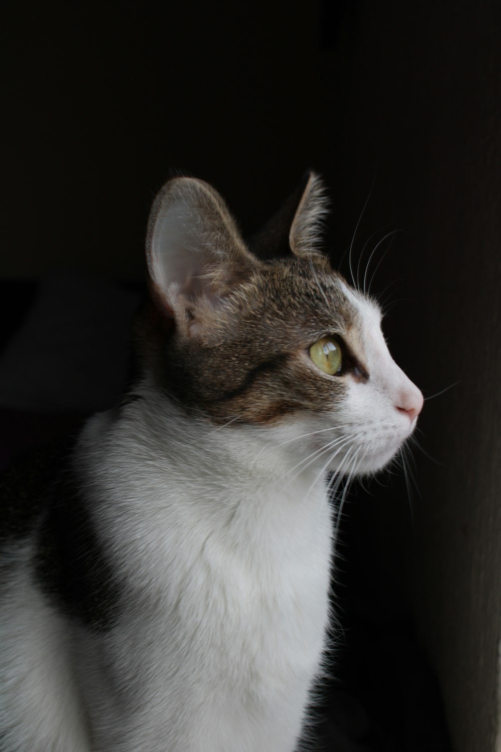 white and brown cat looking up