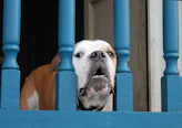 white and brown short coated dog