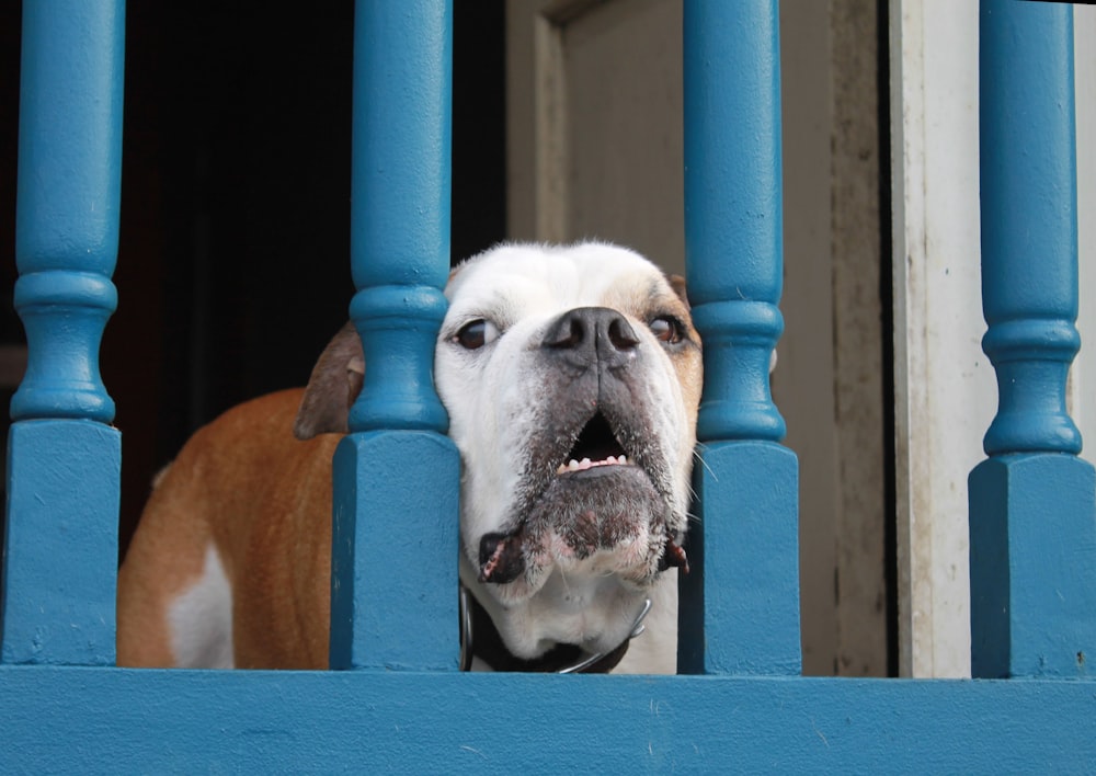 white and brown short coated dog