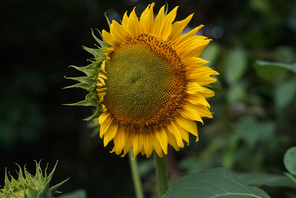 yellow sunflower in close up photography